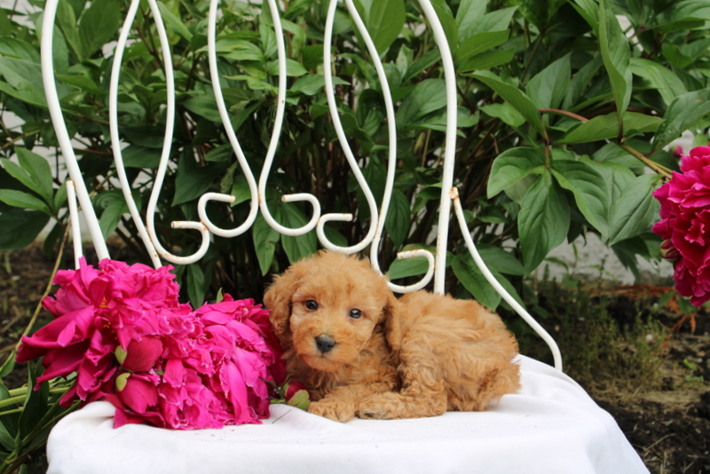 puppy, for, sale, Millwood Malena, Matthew B. Stoltzfus, dog, breeder, Gap, PA, dog-breeder, puppy-for-sale, forsale, nearby, find, puppyfind, locator, puppylocator, aca